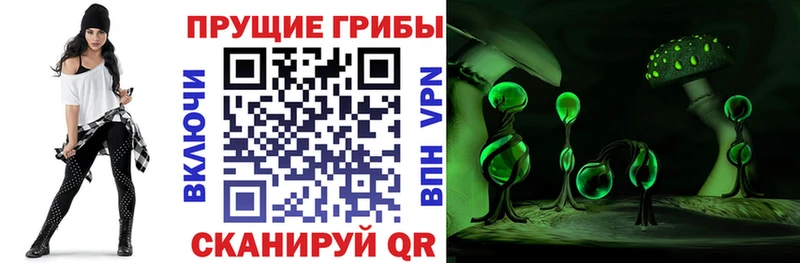 Псилоцибиновые грибы MAGIC MUSHROOMS  Купить закладки  Карачаевск 